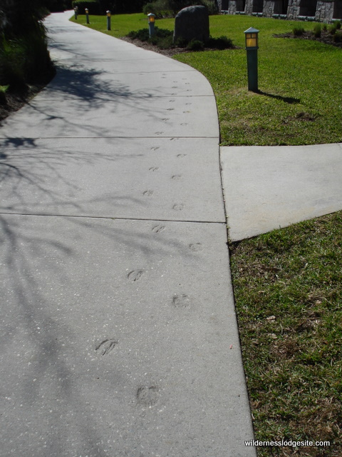 Animal Tracks